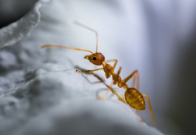 Ants Control Services in Toronto