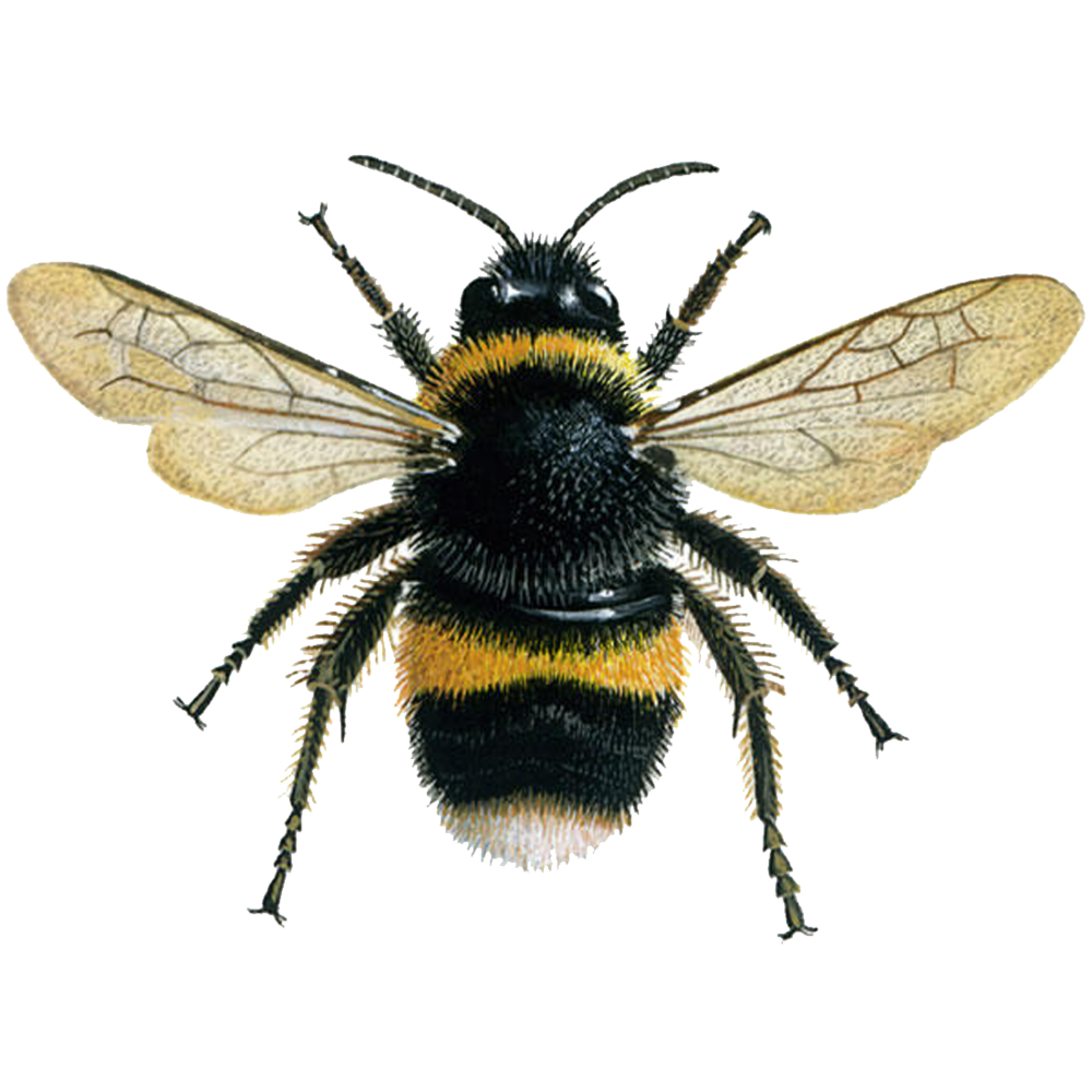 Pest Control Services
