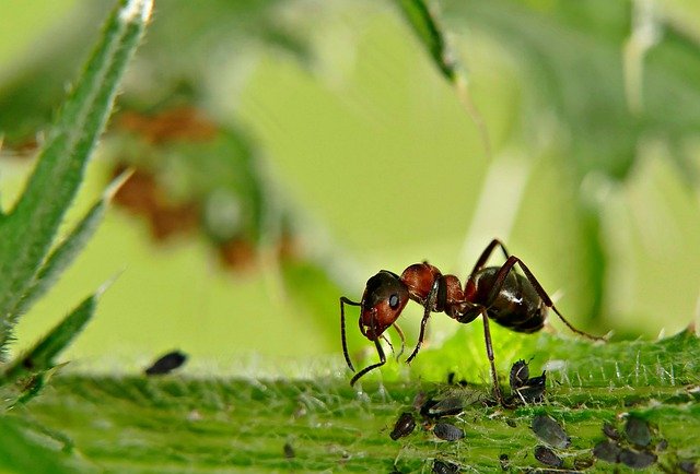 Ants Control Services in Toronto