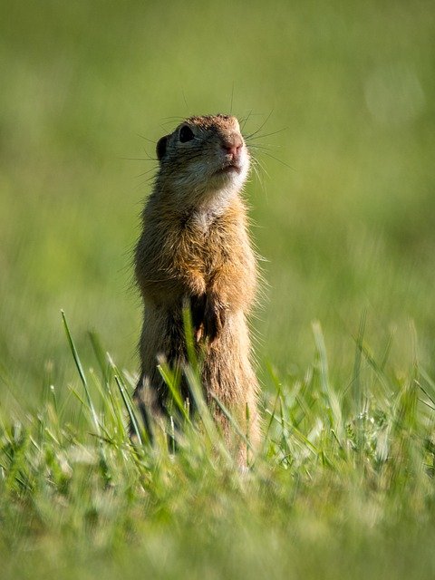 Rodent Control Toronto