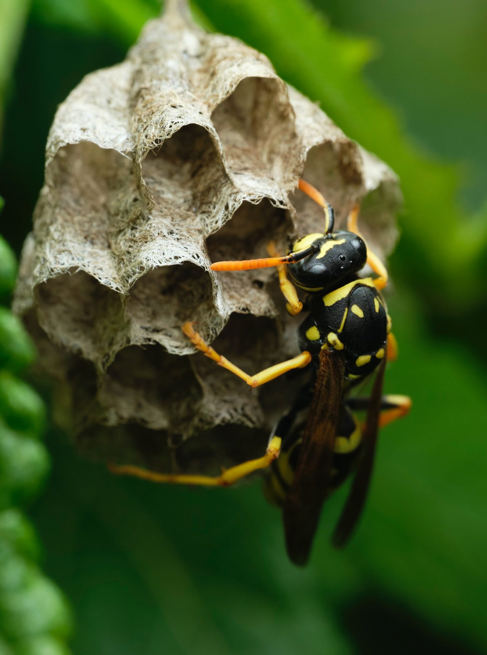 Wasps Control Solutions Toronto