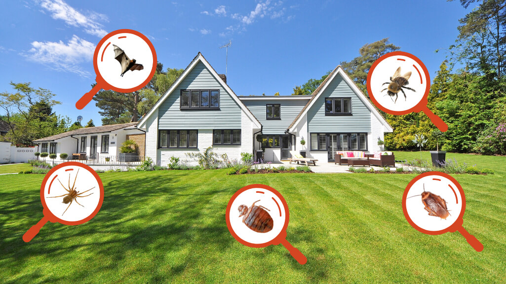 Best Residential Pest Control Services in Vaughan Features, Benefits & Top Providers