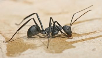 Carpenter_ant_Tanzania_crop