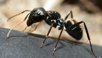 Pavement-ant2-1024x682