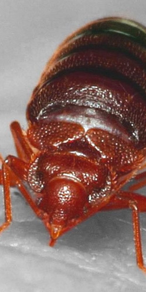 BedBugs Control Vaughan, Toronto